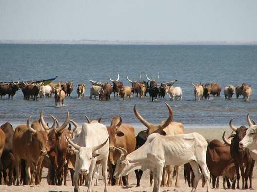 Sổ tay du lịch so tay du lich Sotaydulich Sotay Dulich Khampha Kham Pha Bui Tim về vùng đất hoang sơ Kenya