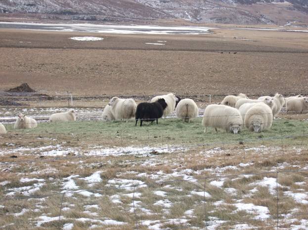 Sổ tay du lịch so tay du lich Sotaydulich Sotay Dulich Khampha Kham Pha Bui Iceland vùng đất băng giá