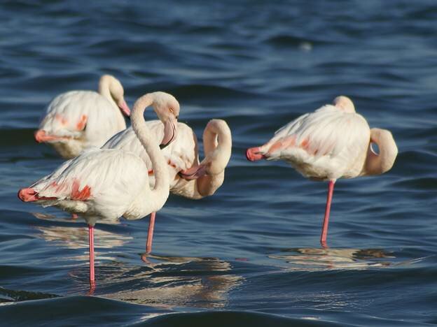  Sổ tay du lịch so tay du lich Sotaydulich Sotay Dulich Khampha Kham Pha Bui Đến trung tâm du lịch Walvis Bay