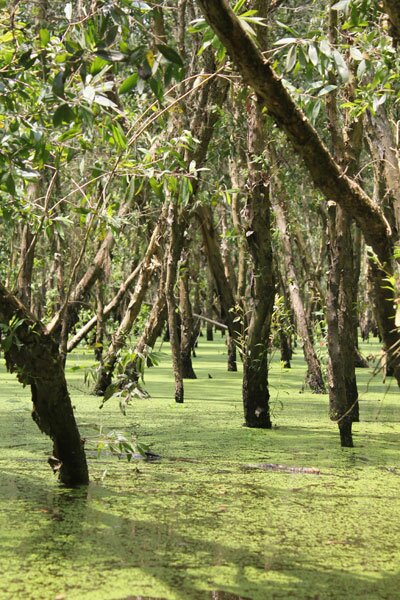 Sổ tay du lịch so tay du lich Sotaydulich Sotay Dulich Khampha Kham Pha Bui Du lịch An Giang mùa nước nổi 