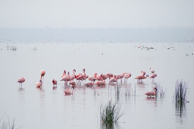 Sổ tay du lịch so tay du lich Sotaydulich Sotay Dulich Khampha Kham Pha Bui Một lần đến với Nakuru