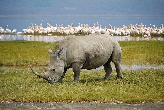 Sổ tay du lịch so tay du lich Sotaydulich Sotay Dulich Khampha Kham Pha Bui Một lần đến với Nakuru