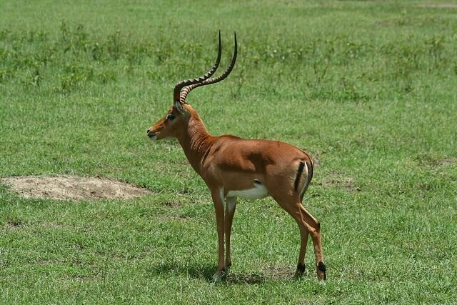 Sổ tay du lịch so tay du lich Sotaydulich Sotay Dulich Khampha Kham Pha Bui Một lần đến với Nakuru