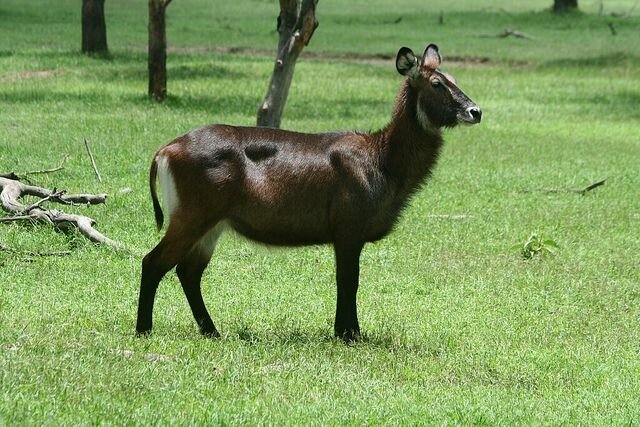 Sổ tay du lịch so tay du lich Sotaydulich Sotay Dulich Khampha Kham Pha Bui Một lần đến với Nakuru