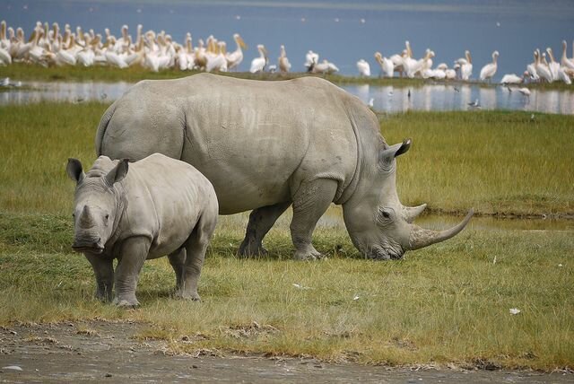 Sổ tay du lịch so tay du lich Sotaydulich Sotay Dulich Khampha Kham Pha Bui Một lần đến với Nakuru