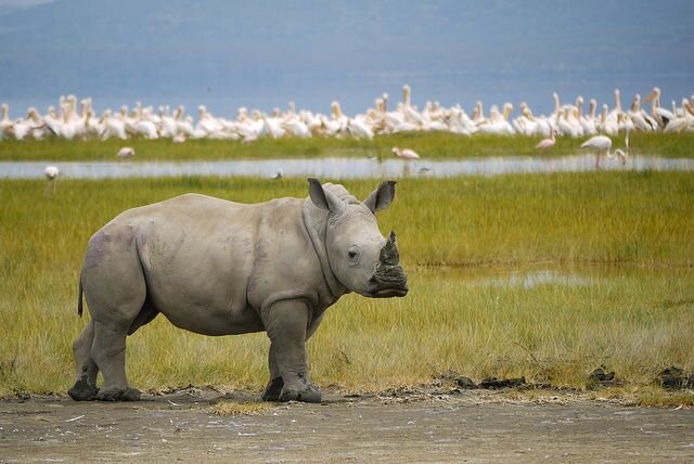 Sổ tay du lịch so tay du lich Sotaydulich Sotay Dulich Khampha Kham Pha Bui Một lần đến với Nakuru