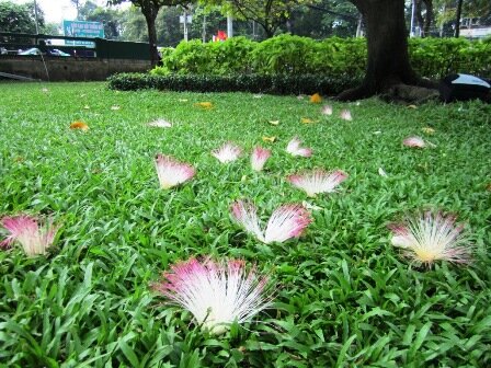 Sổ tay du lịch so tay du lich Sotaydulich Sotay Dulich Khampha Kham Pha Bui Ngắm hoa bàng vuông Trường Sa tuyệt đẹp ngay ở Sài Gòn