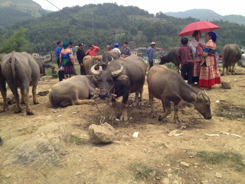 Sổ tay du lịch so tay du lich Sotaydulich Sotay Dulich Khampha Kham Pha Bui Chinh phục Fansipan