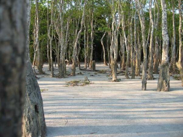 Sổ tay du lịch so tay du lich Sotaydulich Sotay Dulich Khampha Kham Pha Bui Sundarbans khu rừng ngập mặn lớn nhất thế giới