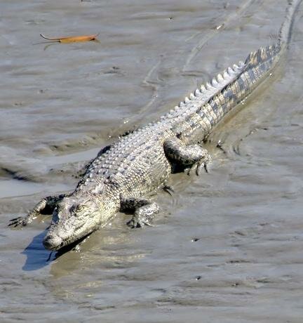 Sổ tay du lịch so tay du lich Sotaydulich Sotay Dulich Khampha Kham Pha Bui Sundarbans khu rừng ngập mặn lớn nhất thế giới