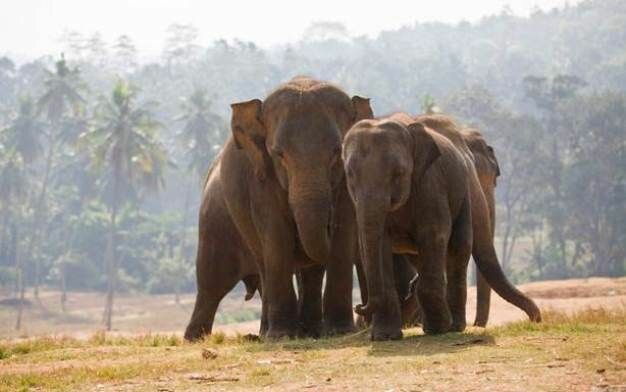 Sổ tay du lịch so tay du lich Sotaydulich Sotay Dulich Khampha Kham Pha Bui Đáng yêu hình ảnh cực nét về loài Voi