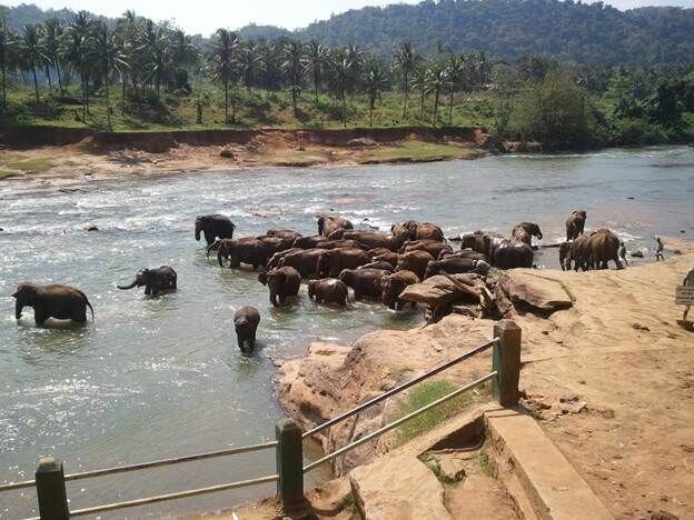 Sổ tay du lịch so tay du lich Sotaydulich Sotay Dulich Khampha Kham Pha Bui Đáng yêu hình ảnh cực nét về loài Voi