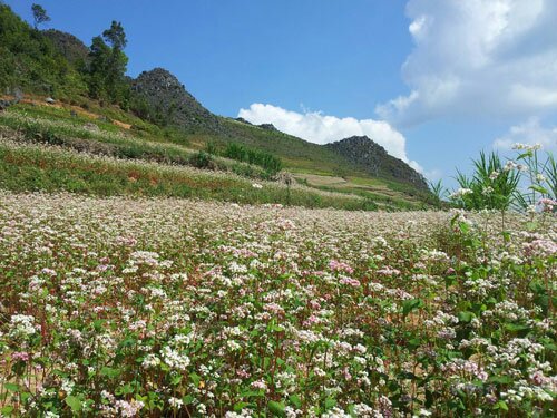 Sổ tay du lịch so tay du lich Sotaydulich Sotay Dulich Khampha Kham Pha Bui Giữa mùa tam giác mạch 