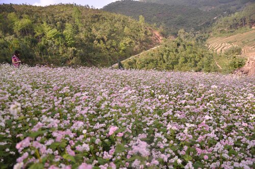 Sổ tay du lịch so tay du lich Sotaydulich Sotay Dulich Khampha Kham Pha Bui Giữa mùa tam giác mạch 