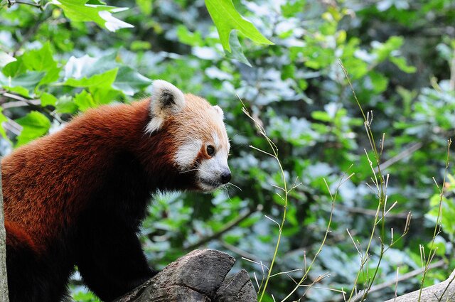 Sổ tay du lịch so tay du lich Sotaydulich Sotay Dulich Khampha Kham Pha Bui Red Panda Cáo lửa nhỏ nhắn và xinh xắn