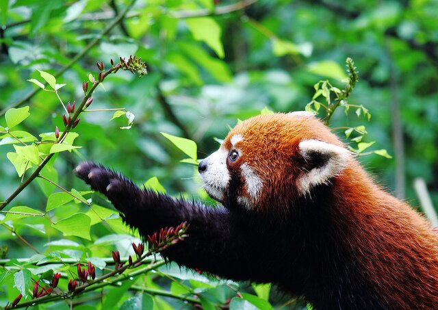 Sổ tay du lịch so tay du lich Sotaydulich Sotay Dulich Khampha Kham Pha Bui Red Panda Cáo lửa nhỏ nhắn và xinh xắn