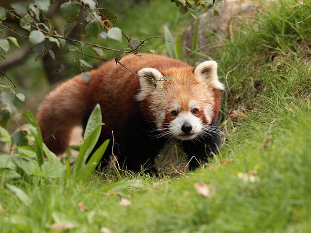 Sổ tay du lịch so tay du lich Sotaydulich Sotay Dulich Khampha Kham Pha Bui Red Panda Cáo lửa nhỏ nhắn và xinh xắn