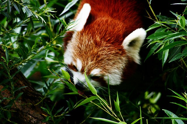 Sổ tay du lịch so tay du lich Sotaydulich Sotay Dulich Khampha Kham Pha Bui Red Panda Cáo lửa nhỏ nhắn và xinh xắn