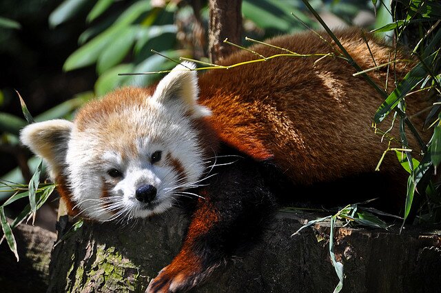 Sổ tay du lịch so tay du lich Sotaydulich Sotay Dulich Khampha Kham Pha Bui Red Panda Cáo lửa nhỏ nhắn và xinh xắn