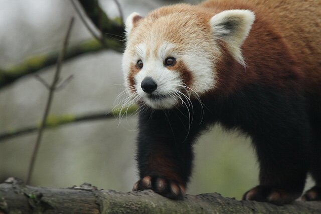 Sổ tay du lịch so tay du lich Sotaydulich Sotay Dulich Khampha Kham Pha Bui Red Panda Cáo lửa nhỏ nhắn và xinh xắn