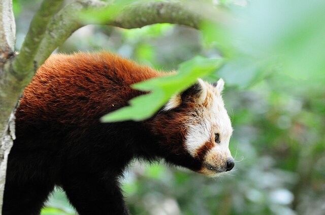 Sổ tay du lịch so tay du lich Sotaydulich Sotay Dulich Khampha Kham Pha Bui Red Panda Cáo lửa nhỏ nhắn và xinh xắn