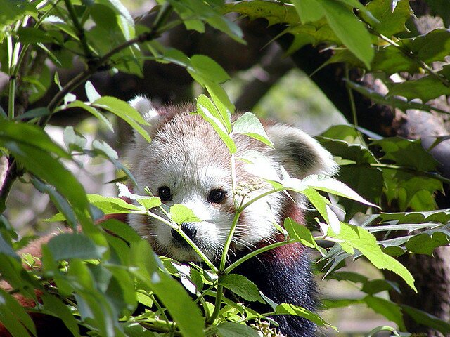 Sổ tay du lịch so tay du lich Sotaydulich Sotay Dulich Khampha Kham Pha Bui Red Panda Cáo lửa nhỏ nhắn và xinh xắn