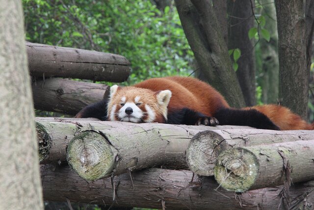 Sổ tay du lịch so tay du lich Sotaydulich Sotay Dulich Khampha Kham Pha Bui Red Panda Cáo lửa nhỏ nhắn và xinh xắn