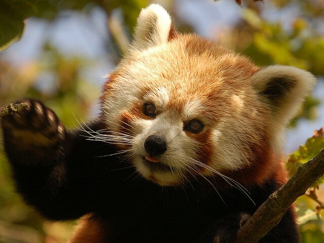 Sổ tay du lịch so tay du lich Sotaydulich Sotay Dulich Khampha Kham Pha Bui Red Panda Cáo lửa nhỏ nhắn và xinh xắn