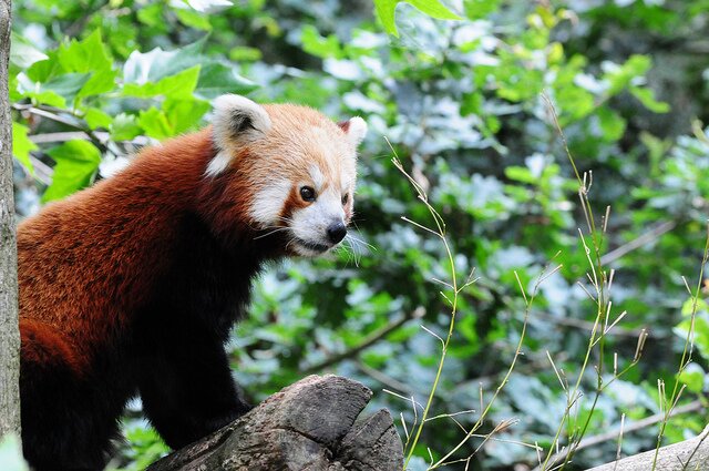 Sổ tay du lịch so tay du lich Sotaydulich Sotay Dulich Khampha Kham Pha Bui Red Panda Cáo lửa nhỏ nhắn và xinh xắn