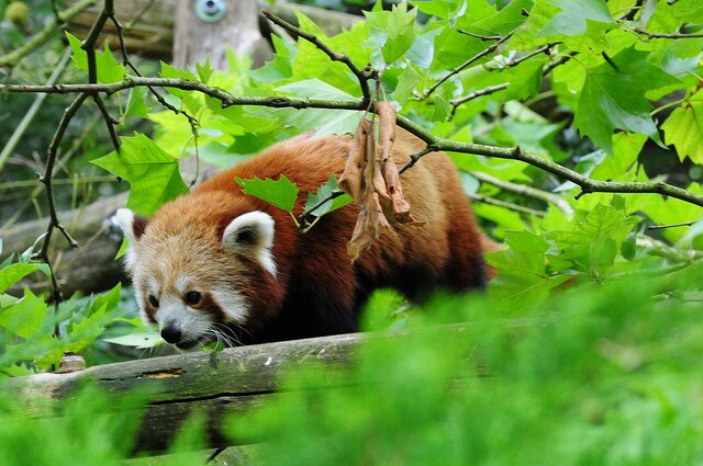 Sổ tay du lịch so tay du lich Sotaydulich Sotay Dulich Khampha Kham Pha Bui Red Panda Cáo lửa nhỏ nhắn và xinh xắn