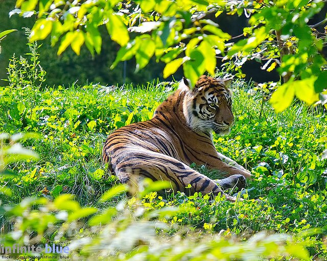 Sổ tay du lịch so tay du lich Sotaydulich Sotay Dulich Khampha Kham Pha Bui Dũng mãnh cho loài Hổ Bengal