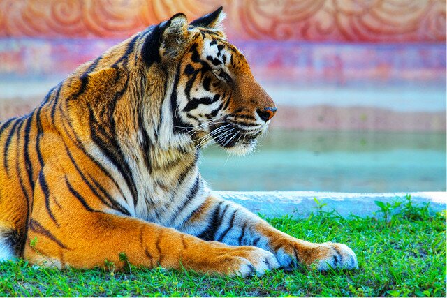 Sổ tay du lịch so tay du lich Sotaydulich Sotay Dulich Khampha Kham Pha Bui Dũng mãnh cho loài Hổ Bengal