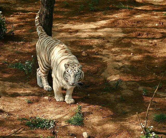 Sổ tay du lịch so tay du lich Sotaydulich Sotay Dulich Khampha Kham Pha Bui Dũng mãnh cho loài Hổ Bengal