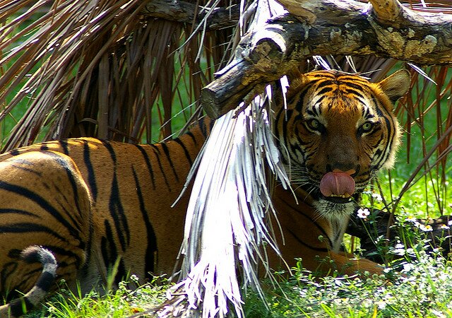 Sổ tay du lịch so tay du lich Sotaydulich Sotay Dulich Khampha Kham Pha Bui Dũng mãnh cho loài Hổ Bengal