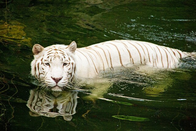 Sổ tay du lịch so tay du lich Sotaydulich Sotay Dulich Khampha Kham Pha Bui Dũng mãnh cho loài Hổ Bengal