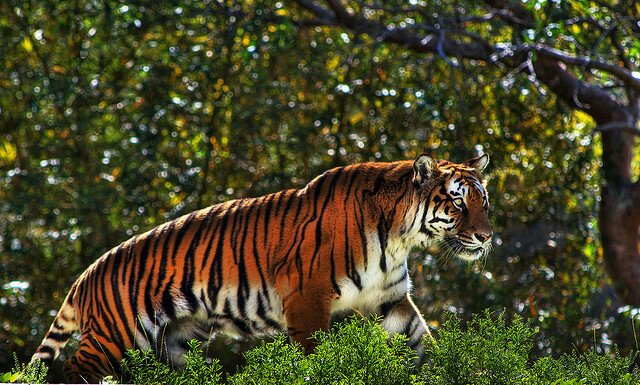 Sổ tay du lịch so tay du lich Sotaydulich Sotay Dulich Khampha Kham Pha Bui Dũng mãnh cho loài Hổ Bengal