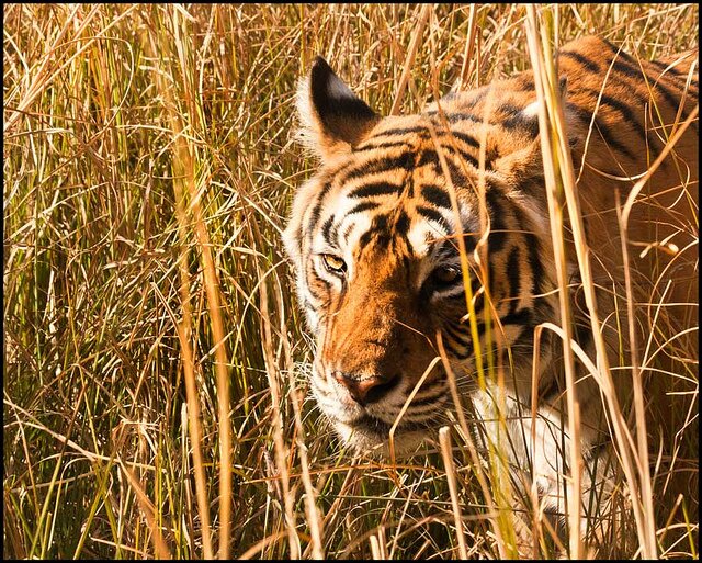 Sổ tay du lịch so tay du lich Sotaydulich Sotay Dulich Khampha Kham Pha Bui Dũng mãnh cho loài Hổ Bengal