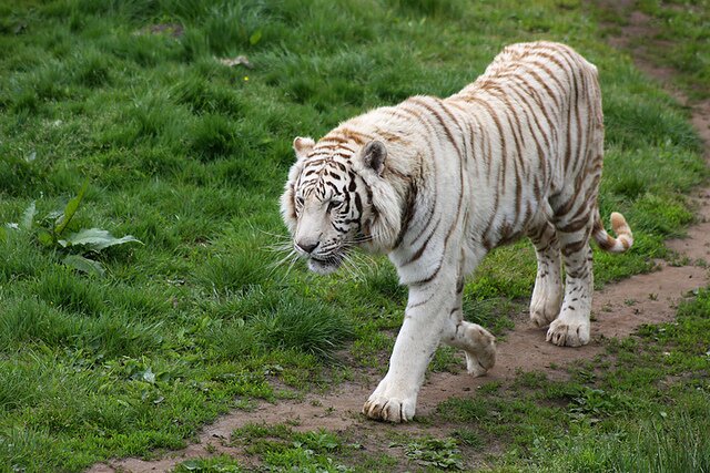 Sổ tay du lịch so tay du lich Sotaydulich Sotay Dulich Khampha Kham Pha Bui Dũng mãnh cho loài Hổ Bengal