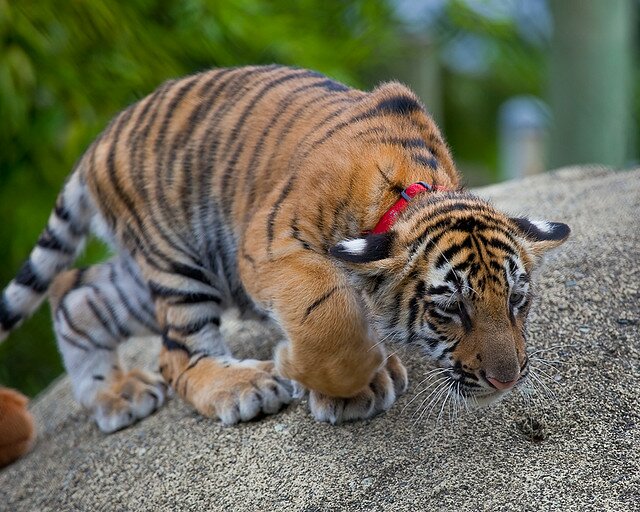 Sổ tay du lịch so tay du lich Sotaydulich Sotay Dulich Khampha Kham Pha Bui Dũng mãnh cho loài Hổ Bengal