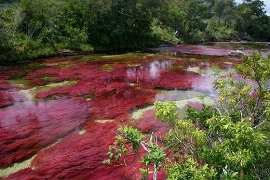 Sổ tay du lịch so tay du lich Sotaydulich Sotay Dulich Khampha Kham Pha Bui Cano Cristales Dòng sông lung linh sắc màu