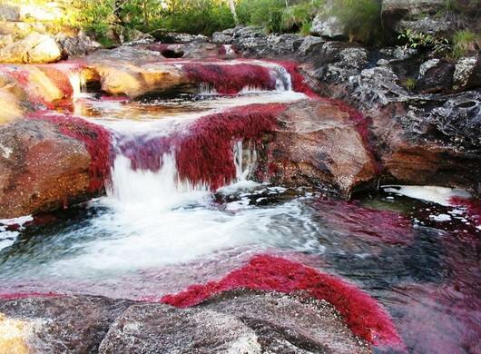 Sổ tay du lịch so tay du lich Sotaydulich Sotay Dulich Khampha Kham Pha Bui Cano Cristales Dòng sông lung linh sắc màu