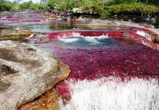 Sổ tay du lịch so tay du lich Sotaydulich Sotay Dulich Khampha Kham Pha Bui Cano Cristales Dòng sông lung linh sắc màu