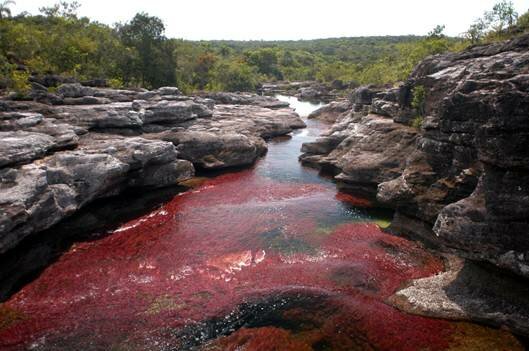 Sổ tay du lịch so tay du lich Sotaydulich Sotay Dulich Khampha Kham Pha Bui Cano Cristales Dòng sông lung linh sắc màu