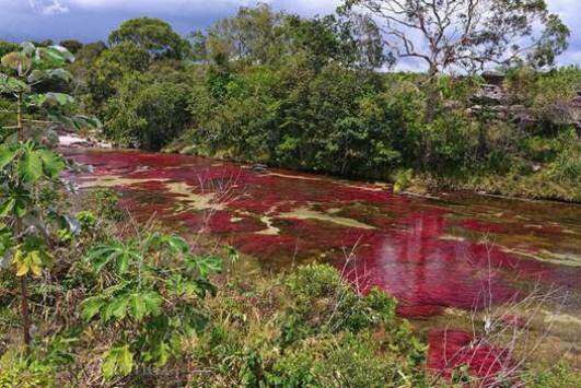 Sổ tay du lịch so tay du lich Sotaydulich Sotay Dulich Khampha Kham Pha Bui Cano Cristales Dòng sông lung linh sắc màu