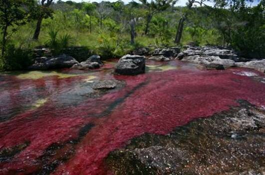 Sổ tay du lịch so tay du lich Sotaydulich Sotay Dulich Khampha Kham Pha Bui Cano Cristales Dòng sông lung linh sắc màu