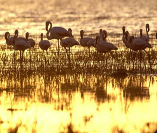 Sổ tay du lịch so tay du lich Sotaydulich Sotay Dulich Khampha Kham Pha Bui Di sản Kenya Vườn quốc gia hồ Turkana 