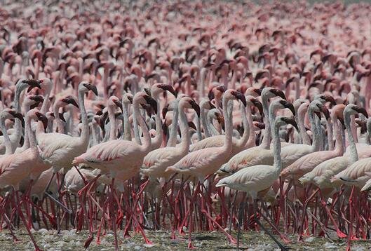 Sổ tay du lịch so tay du lich Sotaydulich Sotay Dulich Khampha Kham Pha Bui Di sản Kenya Vườn quốc gia hồ Turkana 