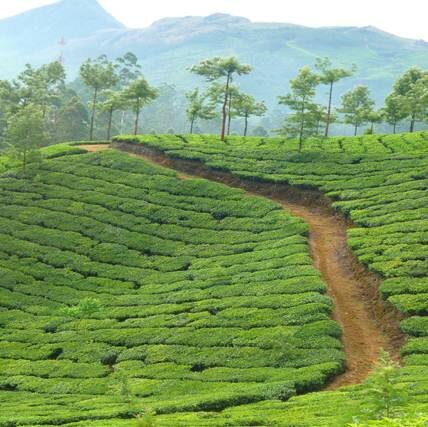 Sổ tay du lịch so tay du lich Sotaydulich Sotay Dulich Khampha Kham Pha Bui Munnar Xứ sở của những đồi chè