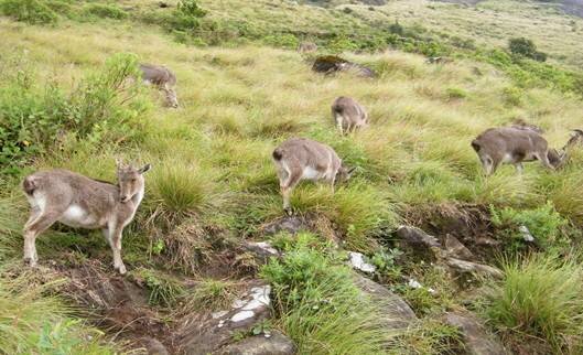 Sổ tay du lịch so tay du lich Sotaydulich Sotay Dulich Khampha Kham Pha Bui Munnar Xứ sở của những đồi chè