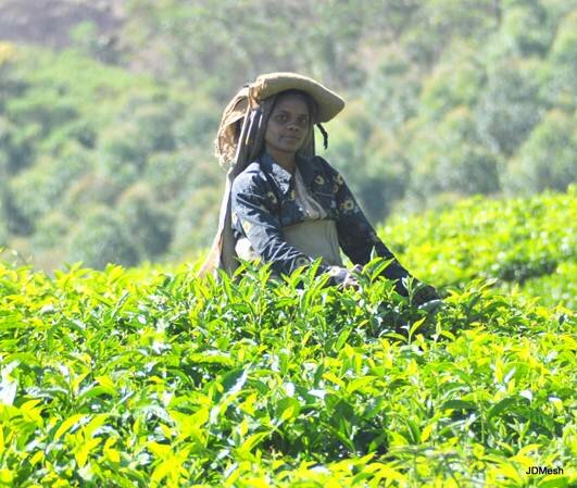 Sổ tay du lịch so tay du lich Sotaydulich Sotay Dulich Khampha Kham Pha Bui Munnar Xứ sở của những đồi chè